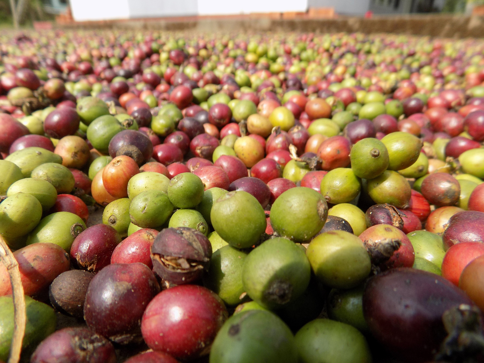 Bean-to-Cup Coffee Experience — Coffee Cherries