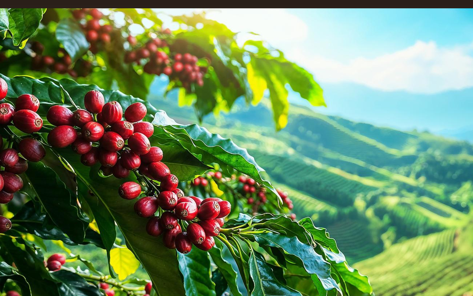 Bean-to-Cup Coffee Experience
