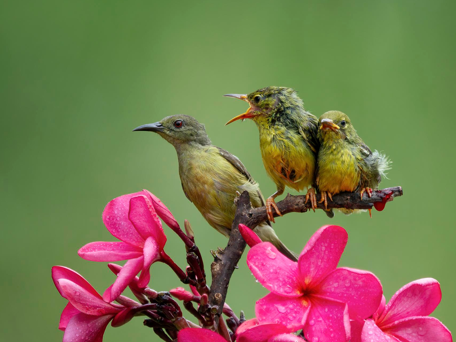 Bird Watching Trail — Native Birds