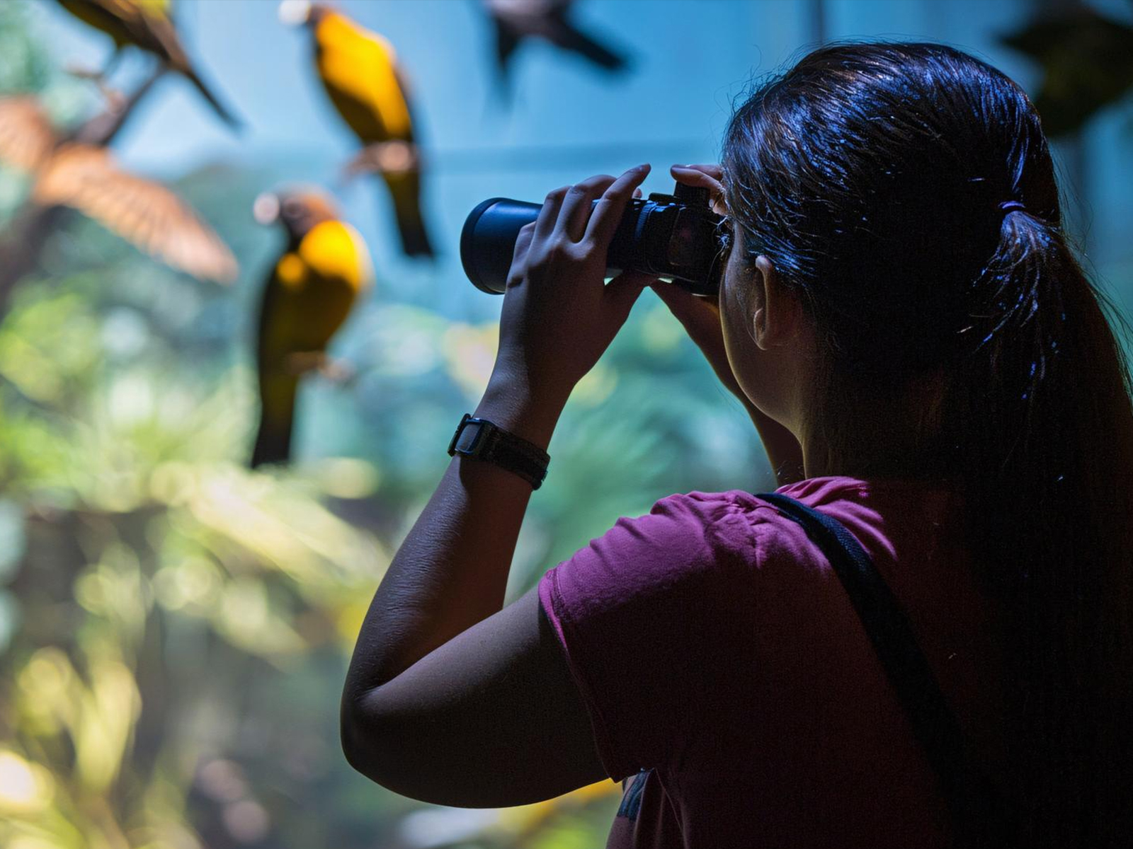 Bird Watching Trail — Binoculars