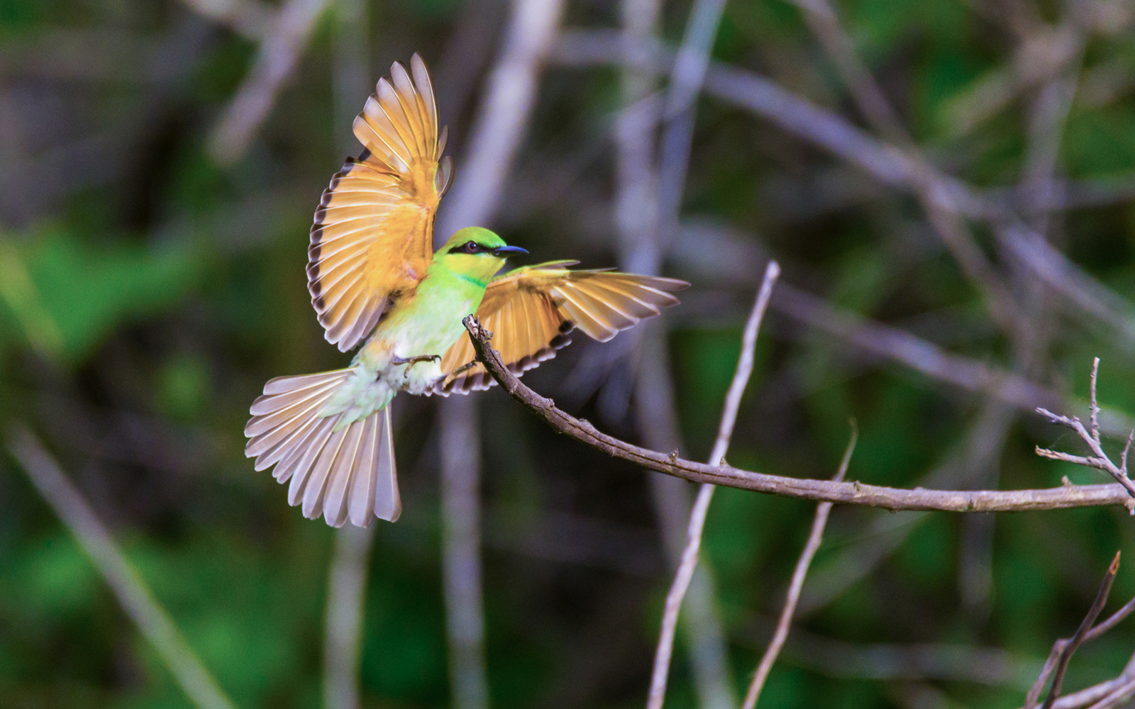 Bird Watching Trail