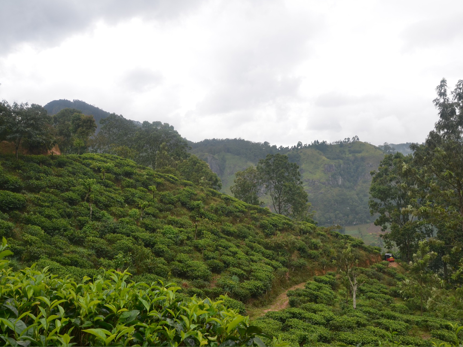 Jeep Plantation Safari — Coffee Estate