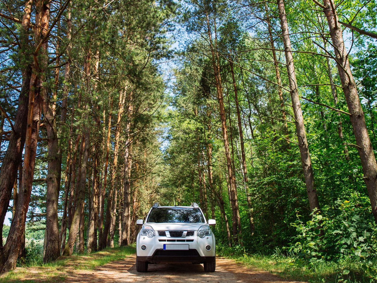 Jeep Plantation Safari — Viewpoints