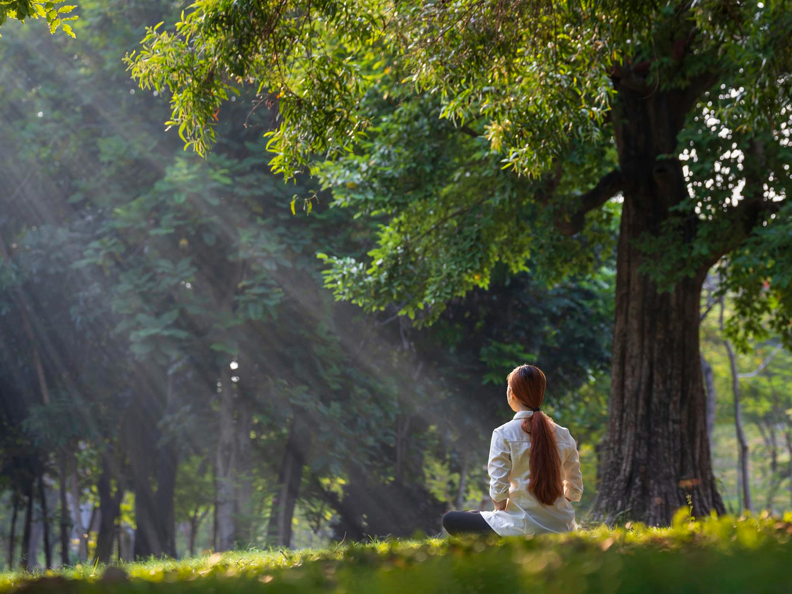 Meditation in the Forest — Forest