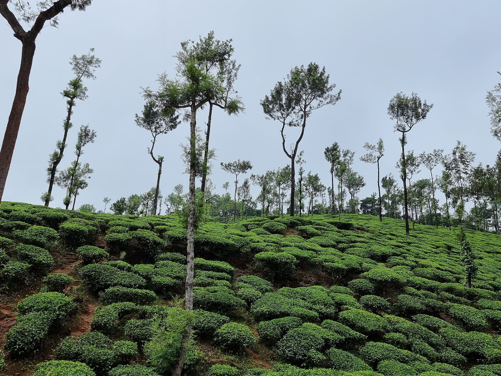 Photography in Nature Masterclass — Plantation