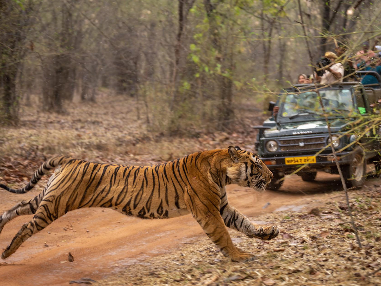 Tiger Safari — Safari Jeep