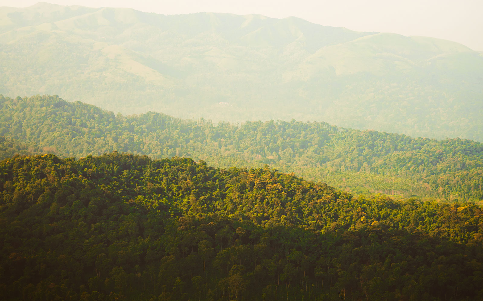 Aerial view of the coffee estate