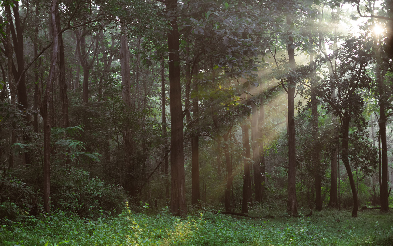 Plantation trail