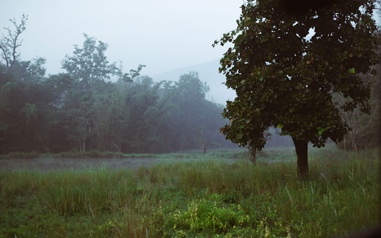 Morning mist over the plantation trails